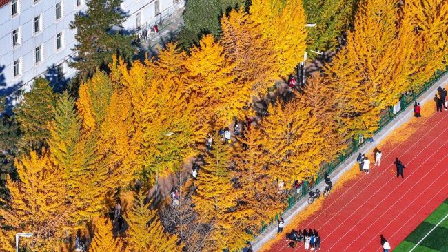 沈阳农业大学“敞开大门”迎市民观银杏赏秋色