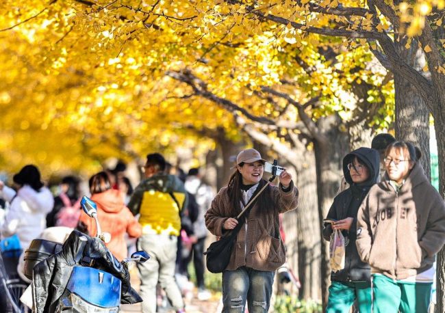 沈陽農業大學“敞開大門”迎市民觀銀杏賞秋色