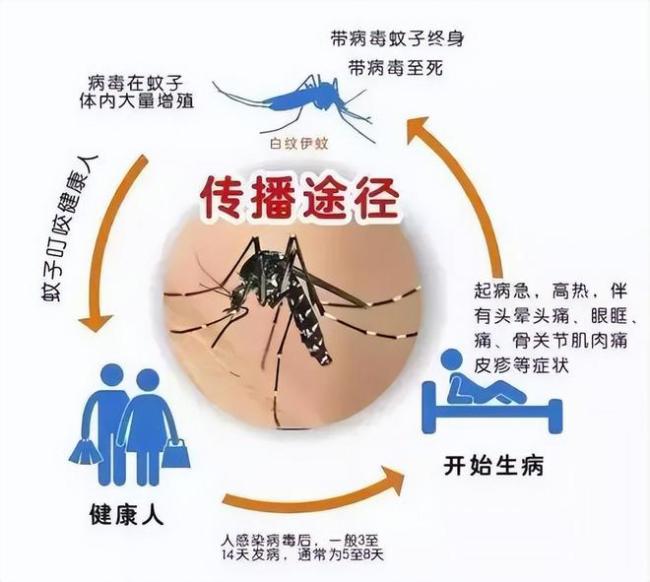 -村每周放30万蚊子 创新生物防治技术