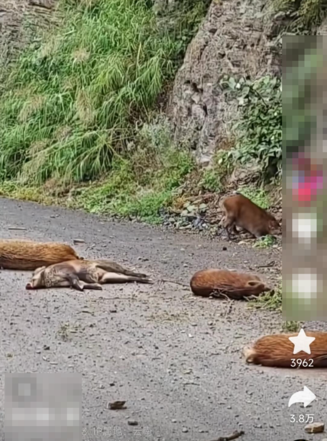 司机山路行驶6头野猪从天而降 悬崖猎捕惊险一幕