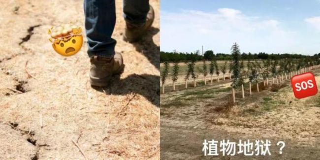 这座果园专门用来虐待植物？植物以各种方式被故意“杀死”，为什么？ 为未来寻找耐旱作物