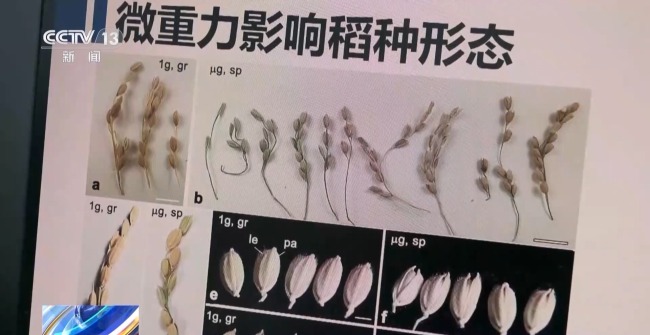 吃起來更甜？一起了解"太空水稻"和普通水稻的不同