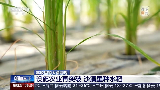 植物工厂长啥样？揭秘种菜“黑科技”