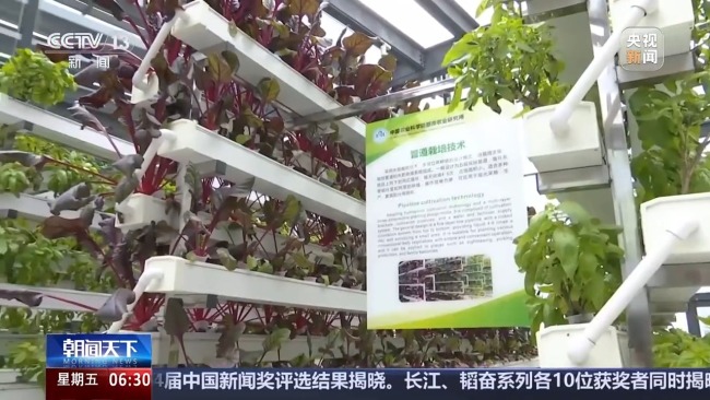 植物工厂长啥样？揭秘种菜“黑科技”