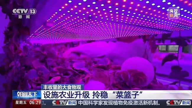 植物工厂长啥样?揭秘种菜“黑科技”