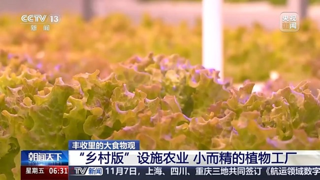 沙漠里能种水稻？揭秘种菜黑科技 设施农业再突破