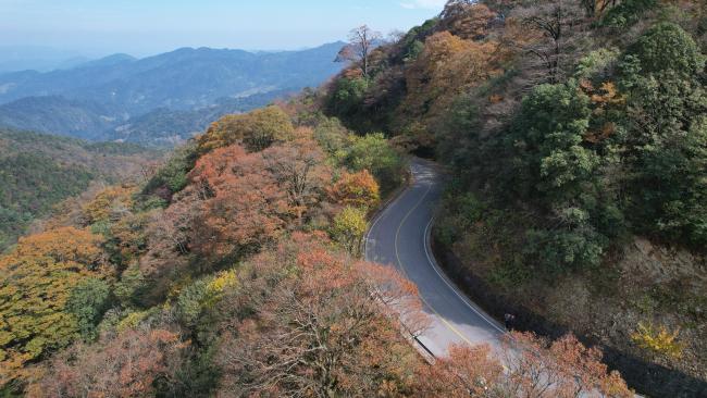 贵州雷山：乡村旅游1号公路美如画 秋林尽染景如画