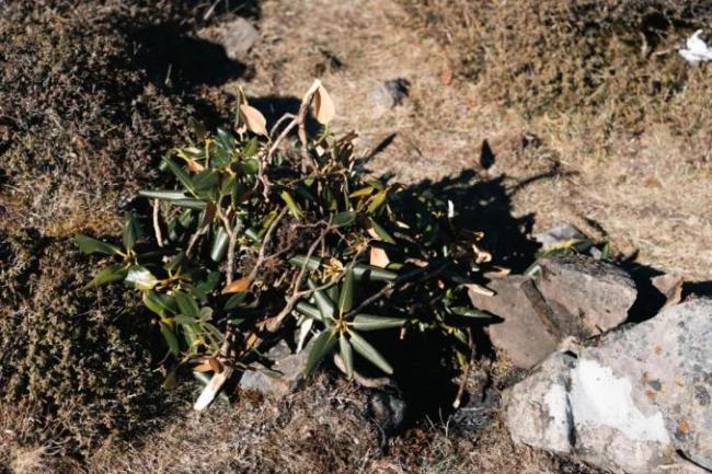 专家称大牯牛山被烧植物为杜鹃类 登山者行为引发关注