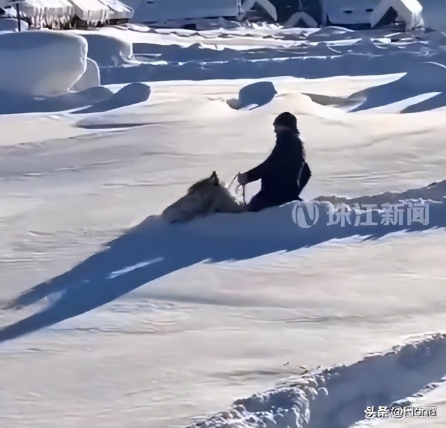 东北大哥暴雪后骑马出门 马：你骑我出来最好是有天大的事