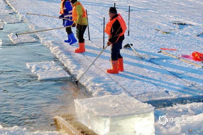 哈尔滨开始采冰建造冰雪景观