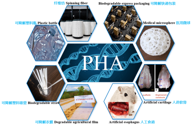 能代替塑料的PHA有多牛？