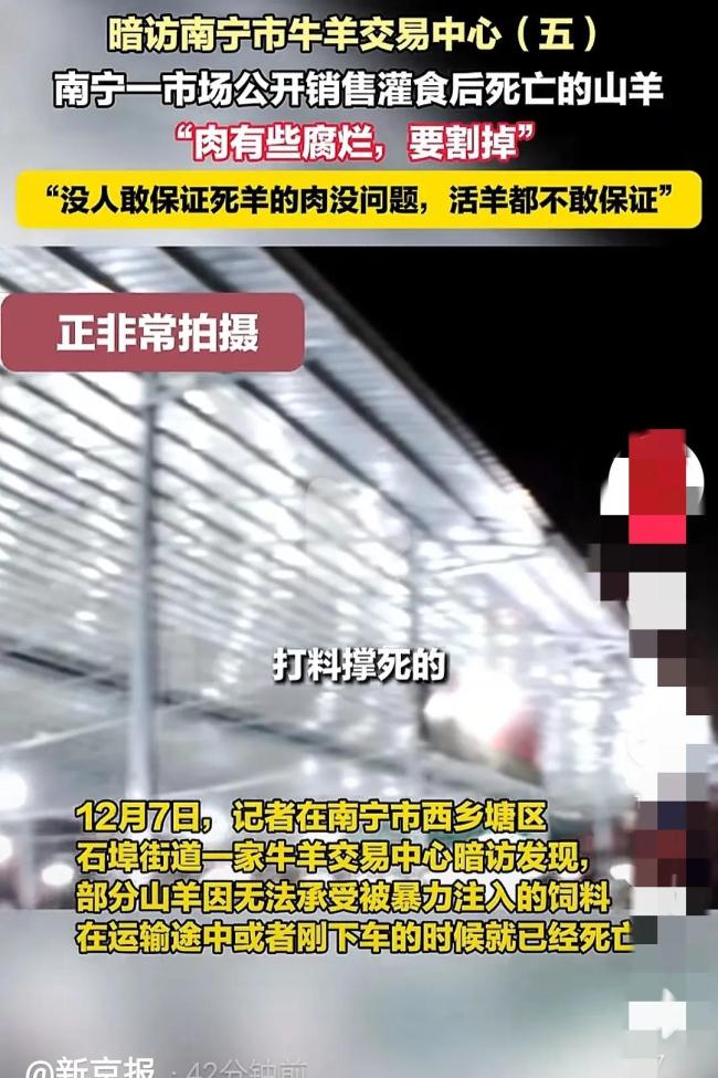 广西南宁山羊交易乱象调查 灌食增重黑幕曝光