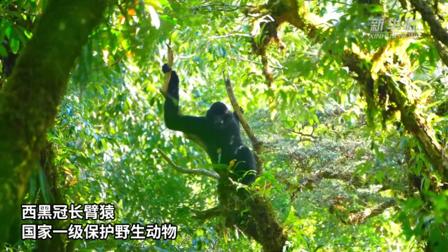 哀牢山野生动物争相出镜 生物多样性监测见成效