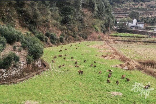 50多只野猴下山偷菜 村民圍觀 人猴和諧共處