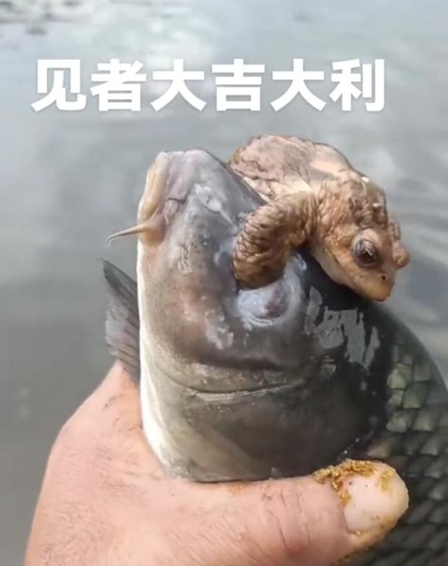 男子釣魚發(fā)現(xiàn)魚被蟾蜍抱著 罕見景象引熱議