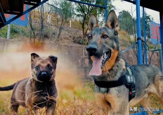 四只警犬被通报：上班摸鱼到处尿尿 警犬“摆烂”引热议