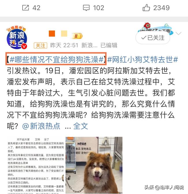 陈乔恩疑似为小狗艾特发声 呼吁严惩虐待行为