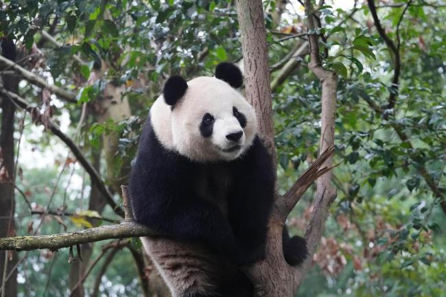 中國大熊貓歡迎活動在澳舉行