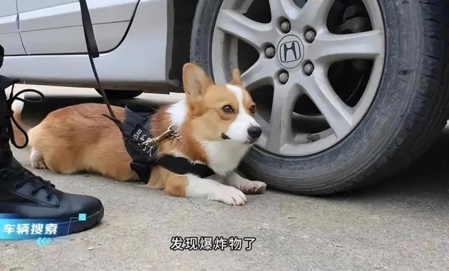 警犬班味過(guò)重慘遭沒收年終獎(jiǎng) 福仔因表現(xiàn)獲大紅花