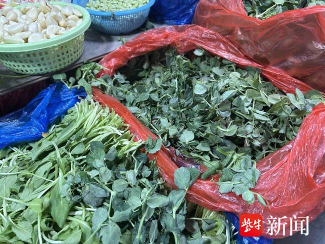 香椿頭價(jià)格遠(yuǎn)低于去年同期 野菜上市早價(jià)格親民