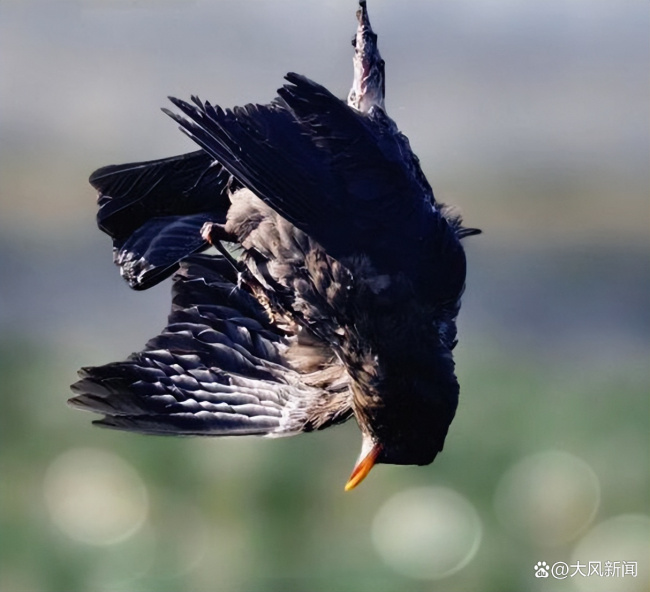 江西景德鎮(zhèn)菜地現(xiàn)捕鳥網(wǎng) 警方回應(yīng) 已協(xié)同查處