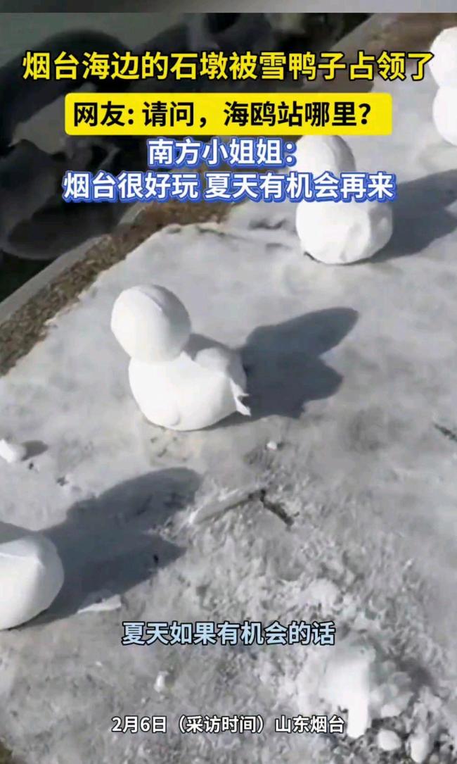 烟台海边石墩被雪鸭子占领了 冬日浪漫画卷