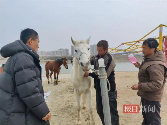 英勇救人的“白龙马”又高烧超40℃