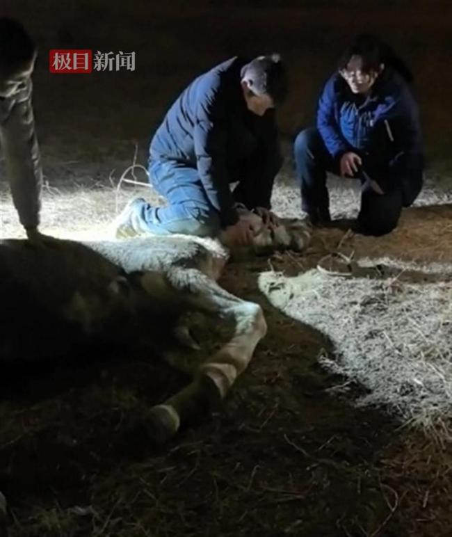 獸醫(yī)稱“英雄白馬”死于腸絞窄 多方合力救治無效