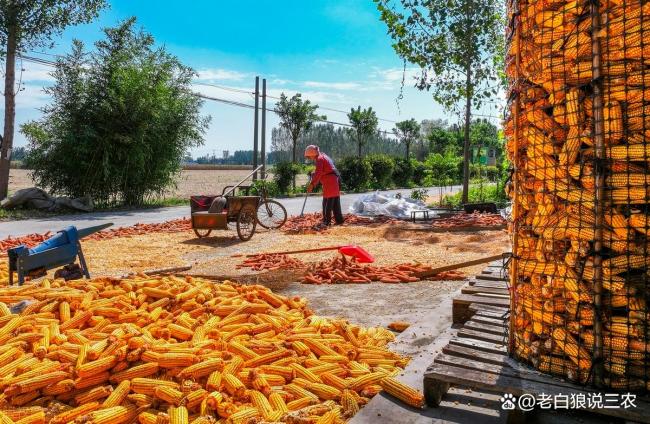 玉米“一夜降溫” 又要大跌,？