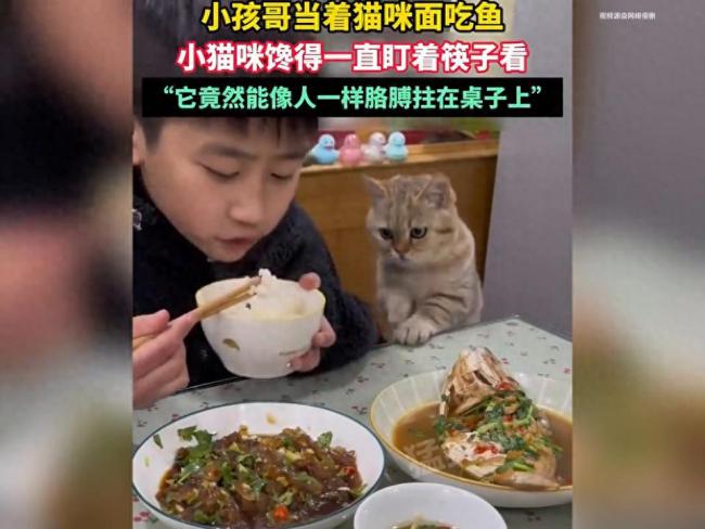 小孩哥吃魚 貓咪饞得盯著筷子看