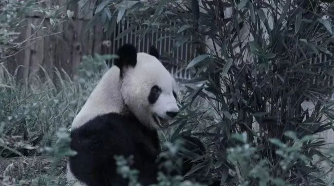 大熊猫永明回潘达星了 传奇一生圆满落幕