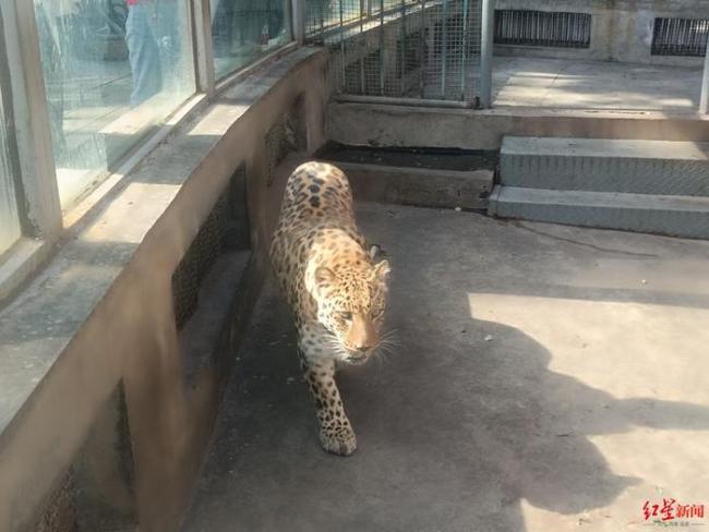 网红豹警官减肥成功 瘦身成果引游客惊叹