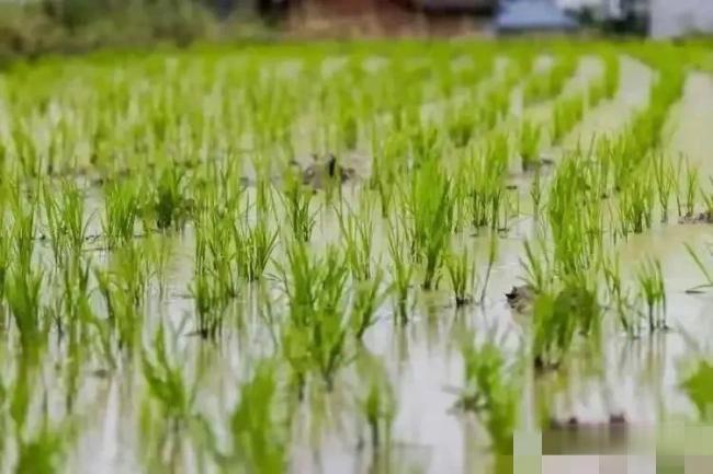 “雨淋雨水头，遍地起坟头”啥意思？ 解读农耕智慧