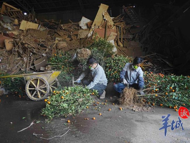 廣州進(jìn)入年花年桔處置高峰期 資源化利用顯成效