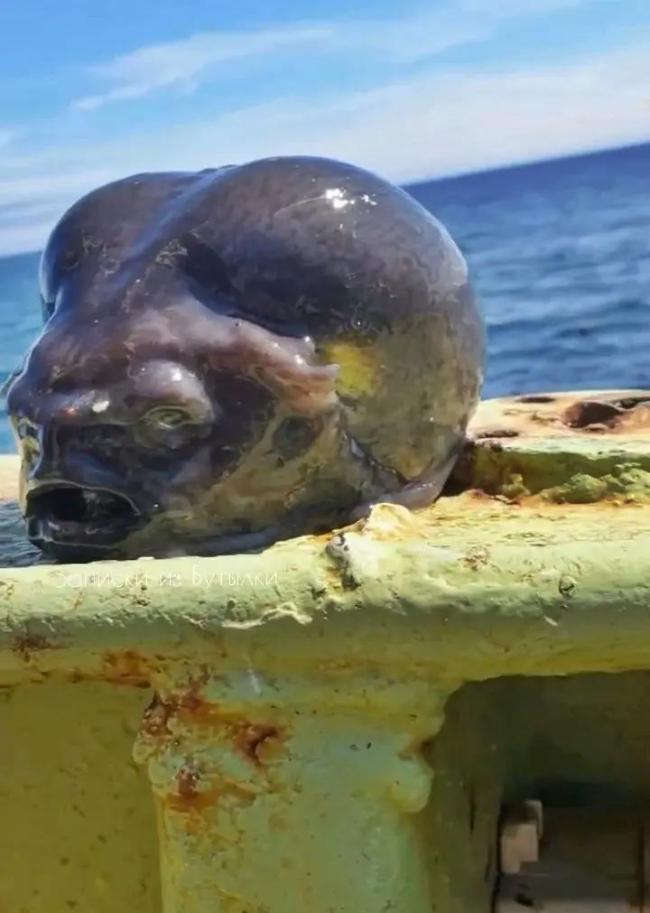 俄漁民捕到酷似外星人頭的魚