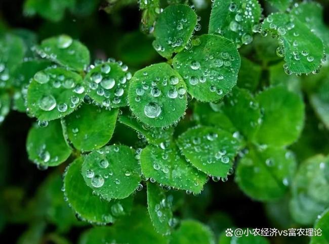 俗語(yǔ)“二月初一雨,，寡婦別家眠” 啥預(yù)兆 老話里的氣候警示