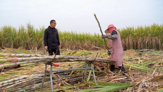 【牢记嘱托·看见美好中国】让乡亲们的生活像甘蔗一样甜蜜