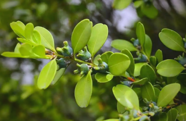 “家有黃楊,，人財(cái)兩旺”，家里養(yǎng)一盆,，鎮(zhèn)宅辟邪超旺財(cái) 四季常青添生機(jī)