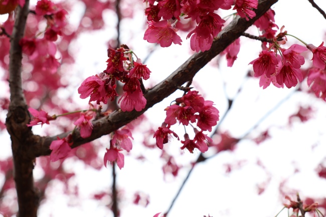 武漢櫻花會(huì)被“凍”住嗎？專家解讀 低溫或延長(zhǎng)花期