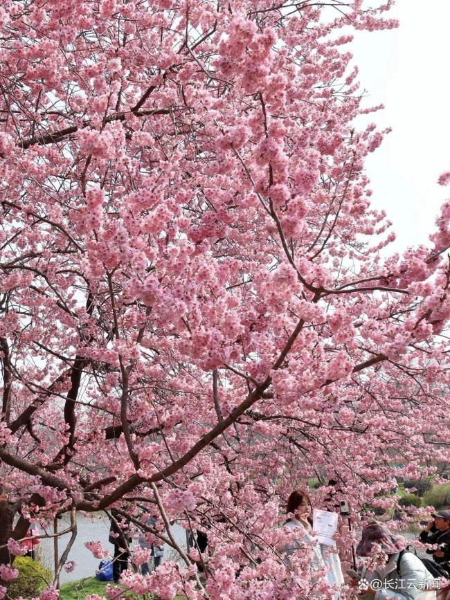 武漢東湖櫻花園開園 櫻花盛景迎客來