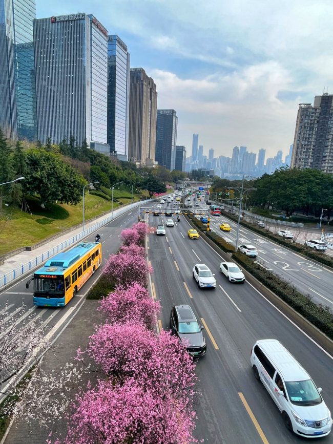 在重慶街頭邂逅藍(lán)花楹的夢(mèng)幻春天 花海中的春日記憶