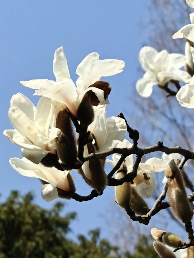 玉蘭花綻放承包春日浪漫 上海植物園迎來首波花開