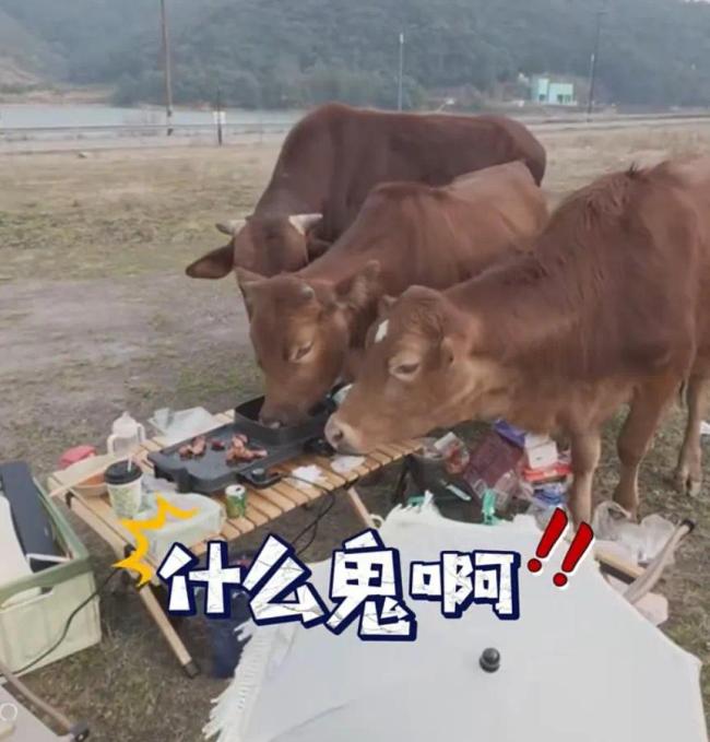 女子露营烧烤被牛群打劫 意外趣事引发热议