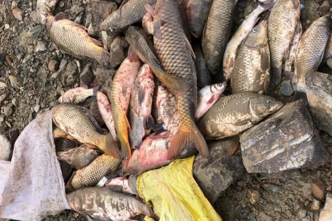 江西一河道关闸万斤大鱼搁浅 老乡半天怒捡200多斤