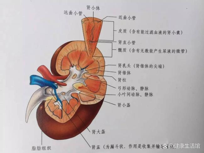 這些信號可能是腎臟在報警