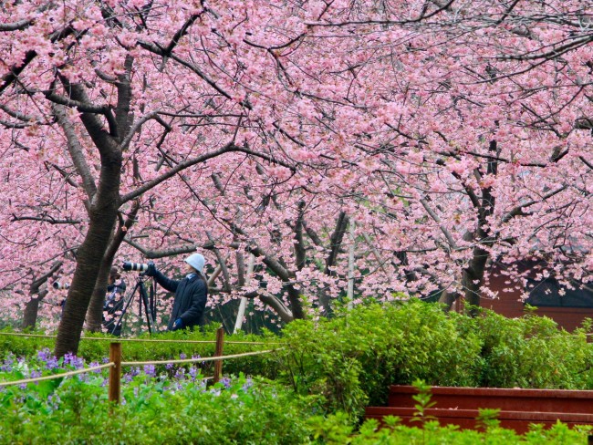 武漢賞花游景區(qū)門票預(yù)訂量猛增5倍