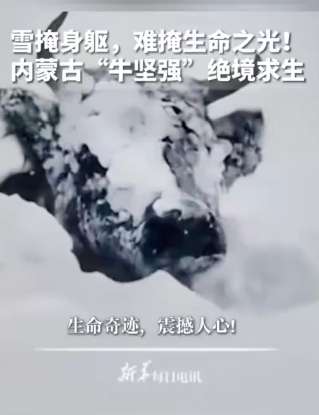 內(nèi)蒙古現(xiàn)“雪地牛堅(jiān)強(qiáng)”