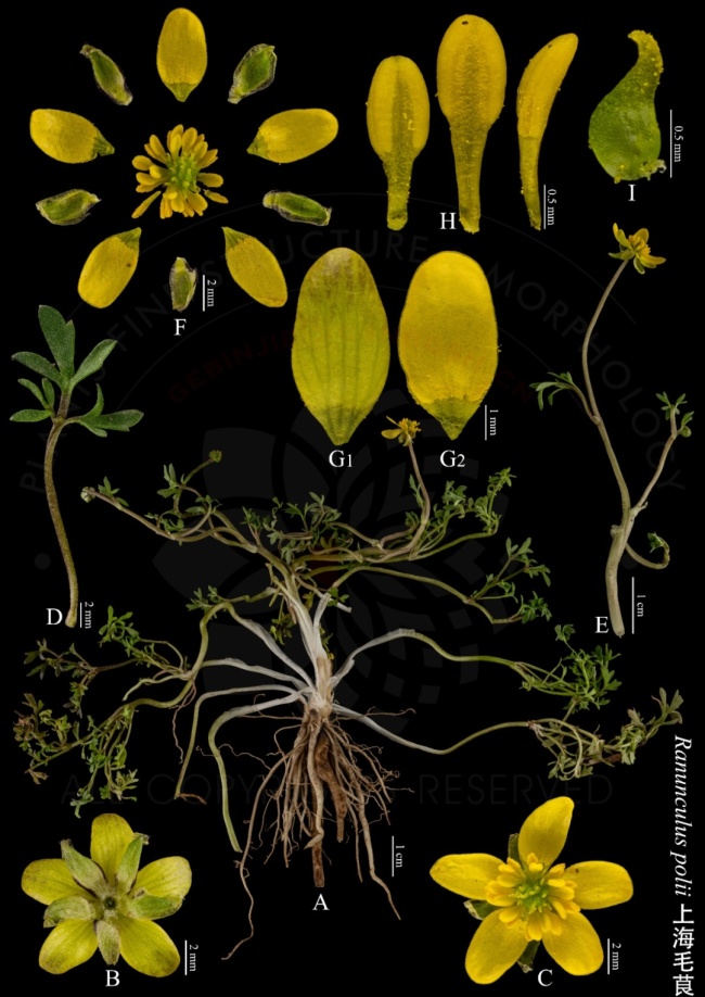 上海發(fā)現(xiàn)150年前植物品種，意外發(fā)現(xiàn)了消失已久的