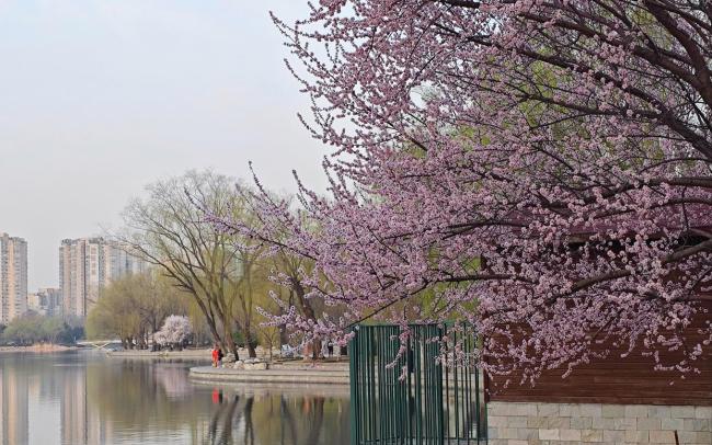 北京春日賞花攻略來(lái)了 花期提前享美景