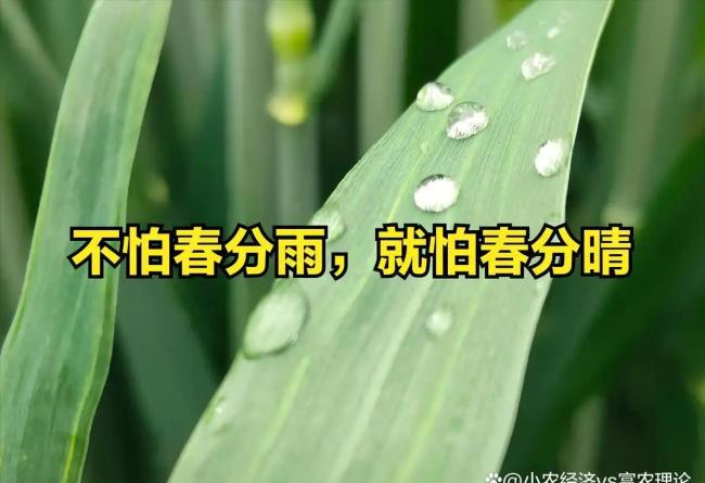 “不怕春分雨，就怕春分晴”